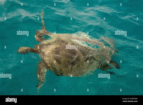 Green Sea Turtle Oahu Hawaii Stock Photo Alamy