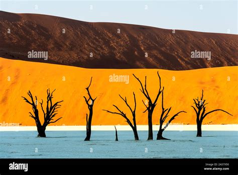 Dead Trees In A Desert Dead Vlei Sossusvlei Namib Desert Namib