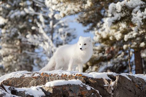 Arctic Fox Yukon Wildlife Preserve