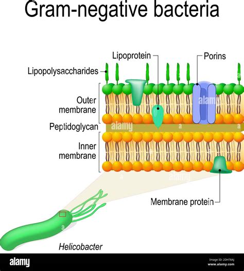Cell Wall Structure Of Gram Negative Bacteria For Example Helicobacter