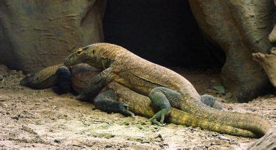 So cactus adaptations to collect water quickly and efficiently before the moisture evaporates away in the dry air are essential for the plant to survive. KOMODO DRAGON FACTS |The Garden of Eaden