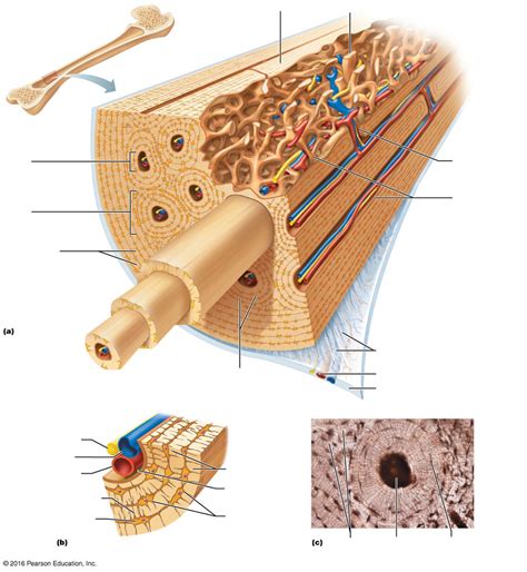 Lab 3 Microscopic Structure Of Bone Diagram Quizlet
