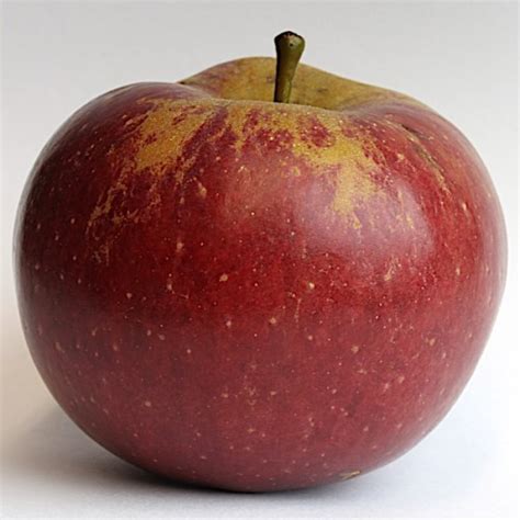 Find the latest apple inc. Blue Pearmain Apple - Fog Hollow Orchards