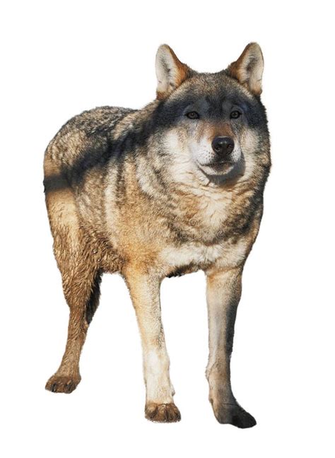 Wolf Standing Grey Full Size Cute Stock Photo Image Of Mammal