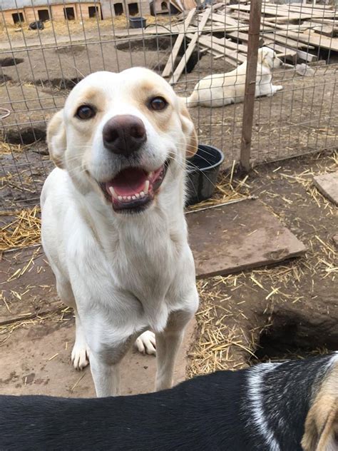 Adopt Alba A Romanian Rescue Dog Animal Rescue Crew
