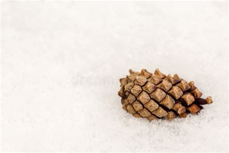 Pine Cone On Snow In Winter Stock Photo Image Of Frost Scurry 240244070