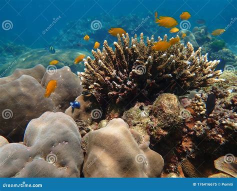 Marine Life Under Sea Water Underwater Landscape Photography Stock