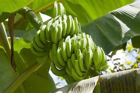 Growing Banana Trees Planting Guide Care Problems And Harvest