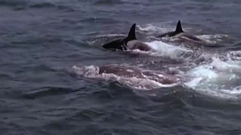 Killer Whales Target Prey Killer Whale Bbc Earth Youtube