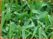 See more ideas about landscape design, lawn grass types, garden design. THE GRASS MAN - Grass for Sale