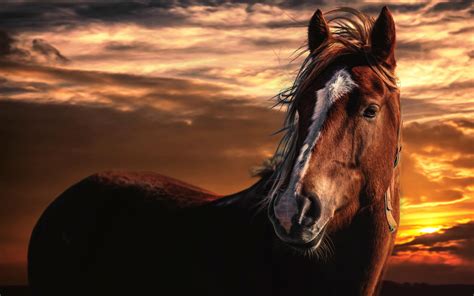 Wallpaper Horse Sunset Mane Hd Widescreen High Definition