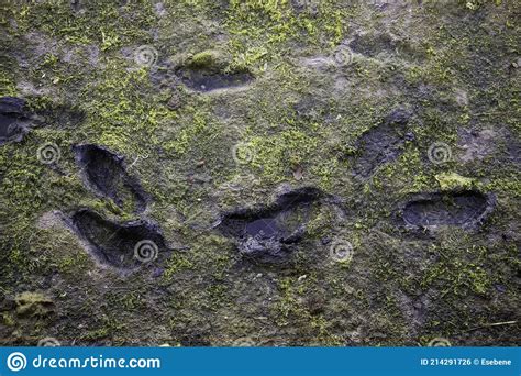 Footprints In The Mud Stock Photo Image Of Tracks Liquid 214291726