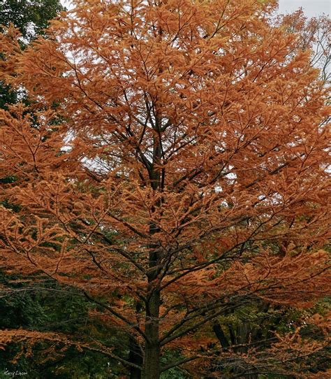 Golden Larch Tree In Autumn Coloration A Photo On Flickriver