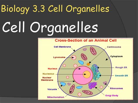 Ppt Biology 33 Cell Organelles Powerpoint Presentation Free