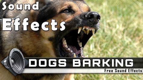 Dogs Barking Sounds And Voices Sound Effects Youtube