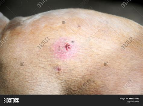 Wart On Old Dog Skin Image And Photo Free Trial Bigstock