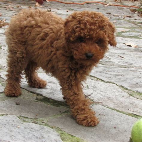 Toy Poodle Dog Breed Information Images Characteristics Health