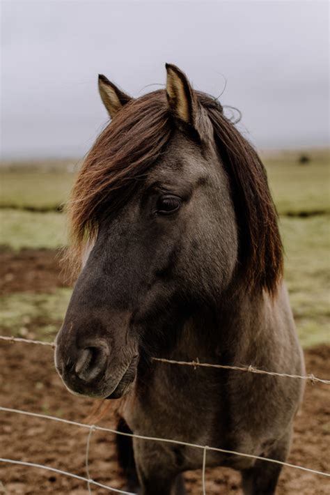 How To Get Great Pictures Of Icelandic Horses Formed From Light