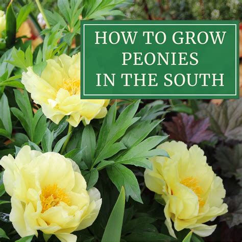how to grow peonies in the south longfield gardens growing peonies longfield gardens