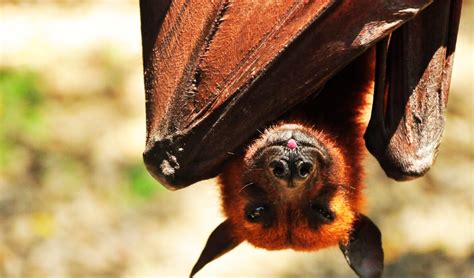 How Tall Is The Philippine Flying Fox Considered The Worlds Largest