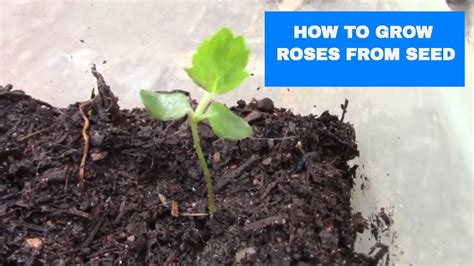 How To Grow A Rose From Seed Youtube
