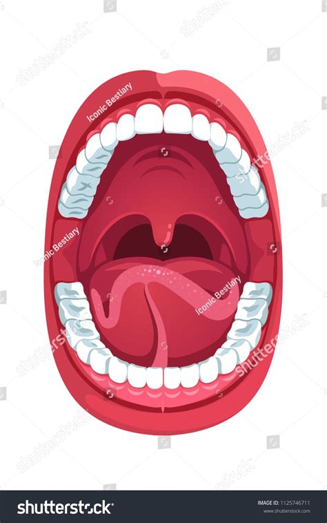 Oral Cavity Human Open Mouth Anatomy Model Infographic Design For