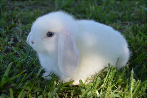 Info The Holland Lop Haven