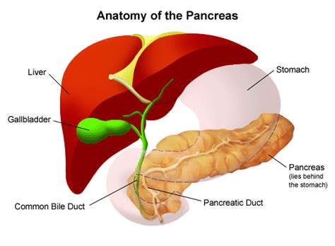 Pain Sensation Pancreatitis Pain