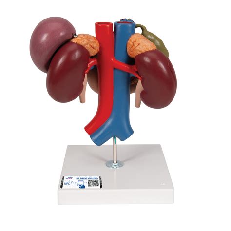 Hemorrhoid Model 3b Smart Anatomy Sem Trainers