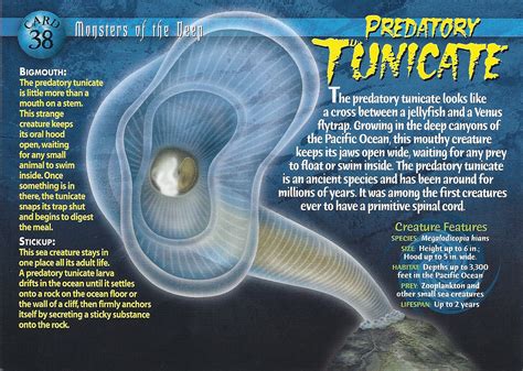 Predatory Tunicate Weird N Wild Creatures Wiki Fandom Powered By Wikia