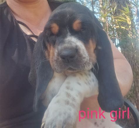 Located in the beautiful and rural southeast georgia. Basset Hound Puppies For Sale | Douglas, GA #323282