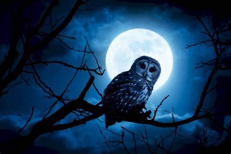 Are You A Night Owl Blame It On Your Genes
