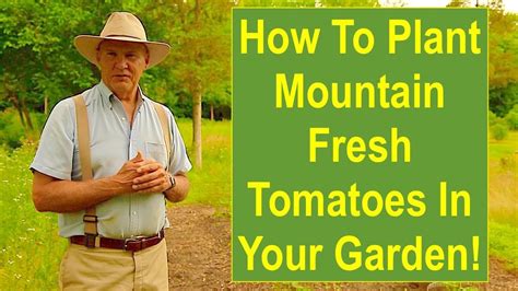 How To Plant Mountain Fresh Tomatoes In Your Garden Youtube