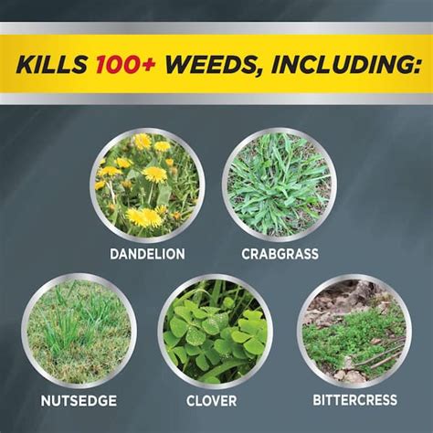 lawn weeds types