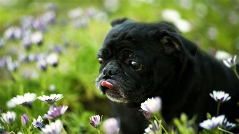 Free Hd Pug Wallpapers Pixelstalknet