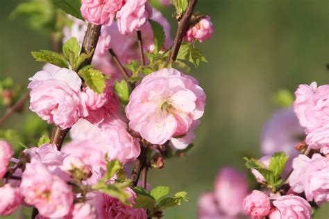 Dwarf Flowering Almond Plant Care And Growing Guide