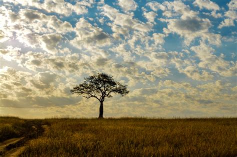 Clouds Over The Tree In The Landscape Image Free Stock Photo Public