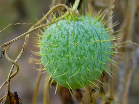 Tree with prickly spiny fruit. Macro Prickly Vine Fruit II | tumultuouswoman | Flickr
