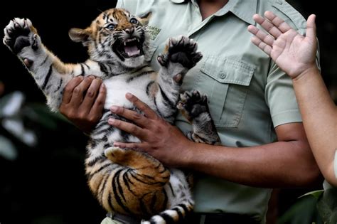 Foto Lucunya Bayi Harimau Sumatera Di Taman Safari Prigen