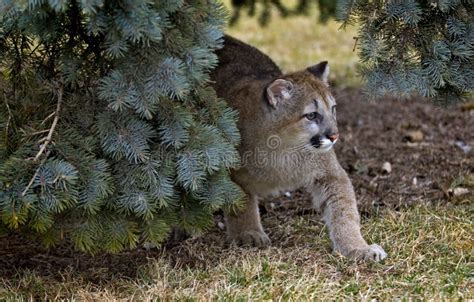 Cougar Free Stock Photos And Pictures Cougar Royalty Free And Public