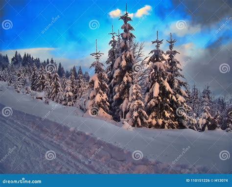 Winter Landscape With The Snow Covered Spruce Trees Stock Photo Image