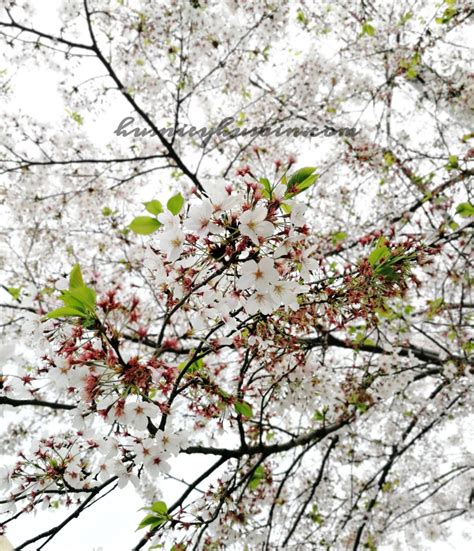 Tempat Menarik Ketika Musim Bunga Di Korea Jinhae Cherry Blossom