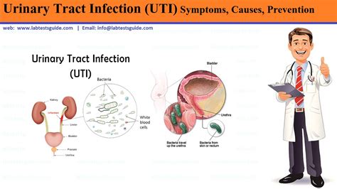 Does urinary tract infection cause proteinuria or microalbuminuria? Urinary Tract Infections (UTI) Siigns & Symptoms, Causes ...
