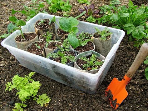How To Use Seed Starting Containers Found At Home Hgtv