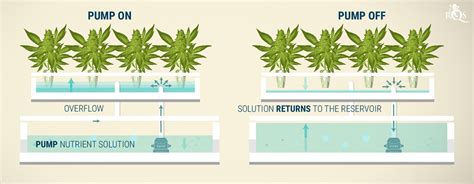 Hydroponics Cannabis Growing Guide Rqs Blog