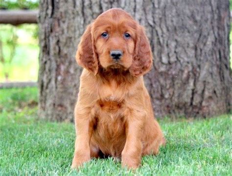 Irish Setter Puppies For Sale Puppy Adoption Keystone Puppies