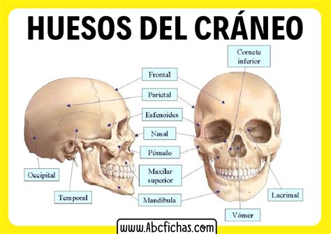 Anatomia Del Craneo Y Sus Huesos Abc Fichas