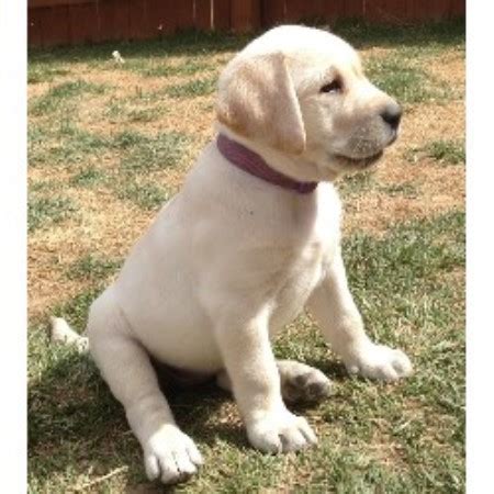 Silver lab puppies are comparatively new to the scene. Lisa's Labradors, Labrador Retriever Breeder in Thornton ...