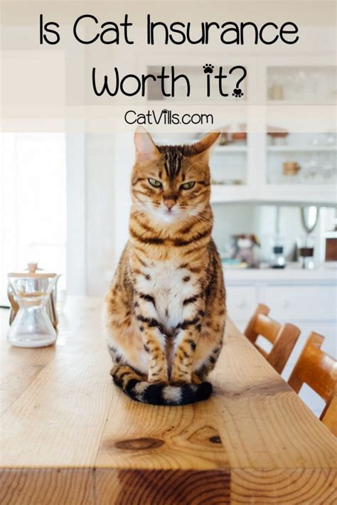 Do you need pet insurance for cats, especially if they stay inside? Is Cat Insurance Worth It? - CatVills