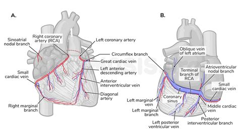 Anatomy Of The Coronary Circulation Osmosis